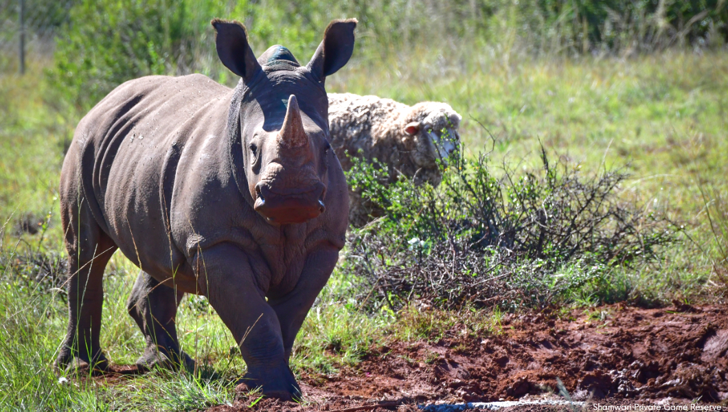 Wildlife Rehabilitation at Shamwari Private Game Reserve